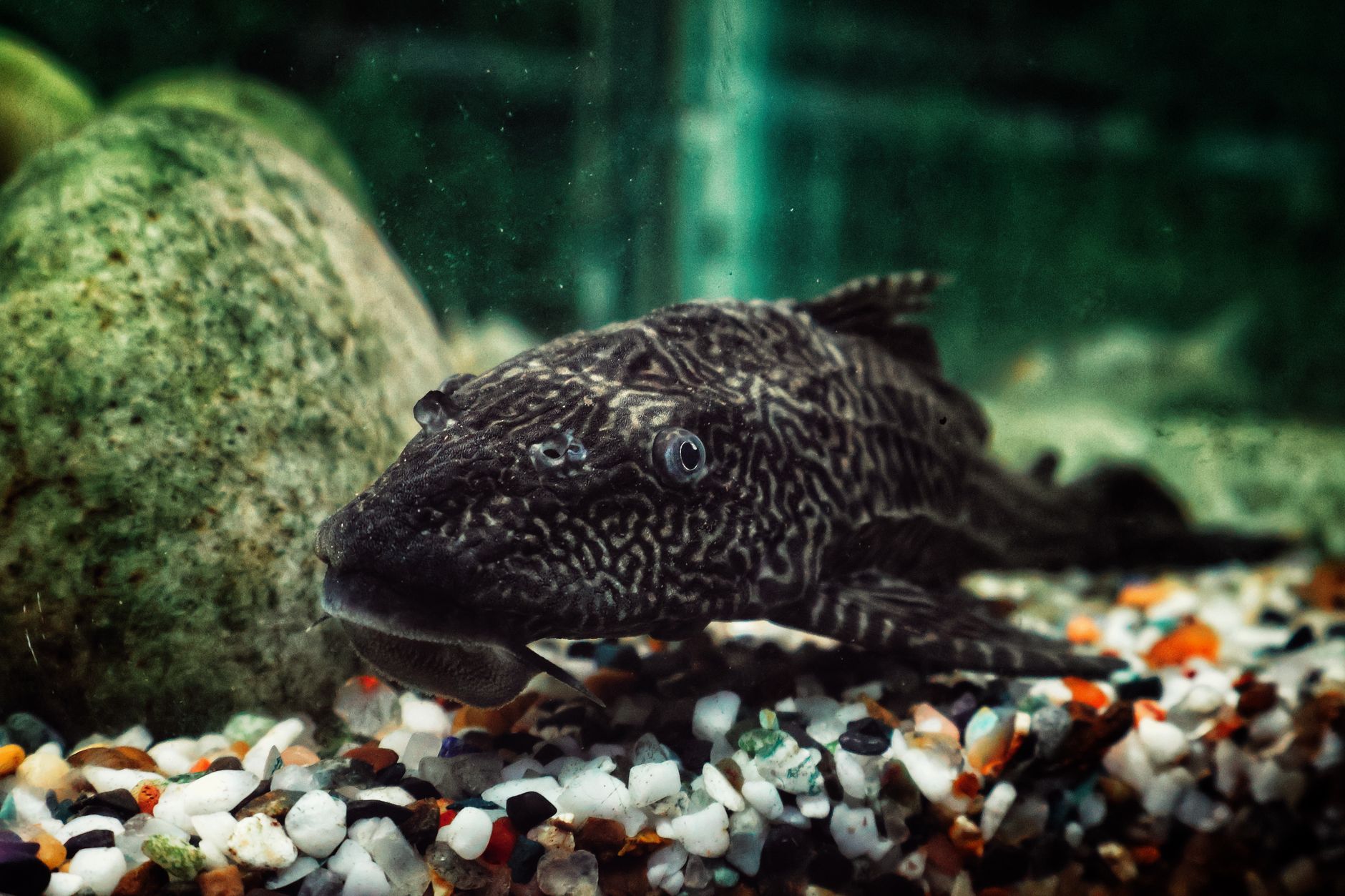 Pleco