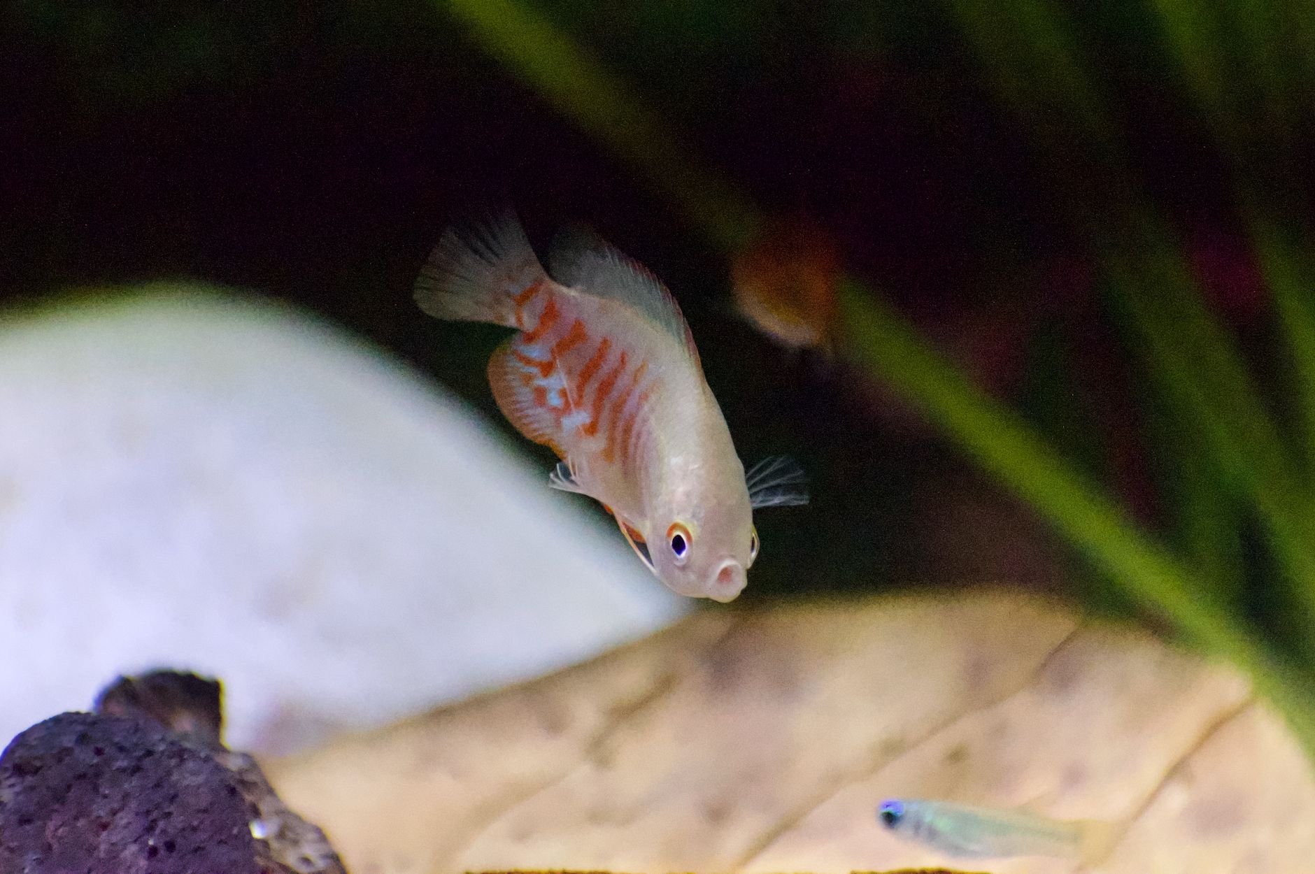 Gourami