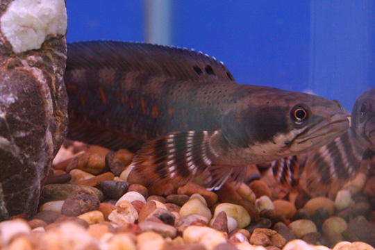 Channa Blue Pulchra
