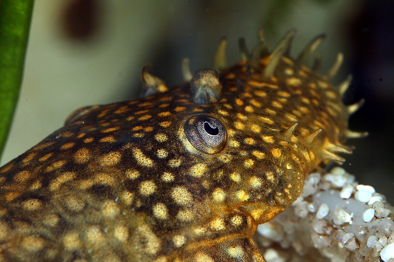 Bristlenose