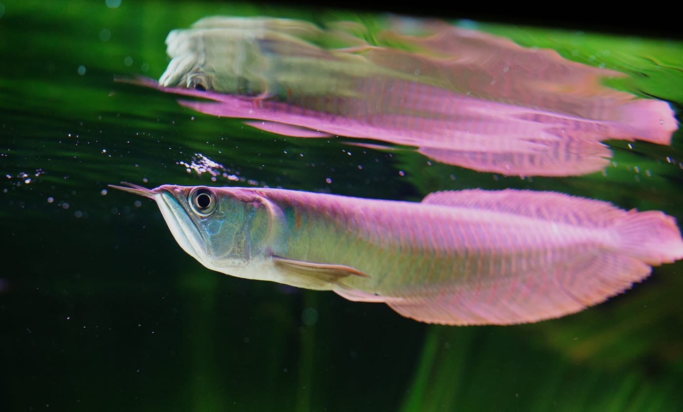 Silver Arowana