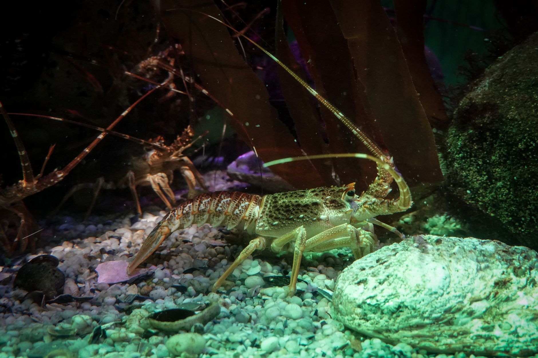 Crayfish