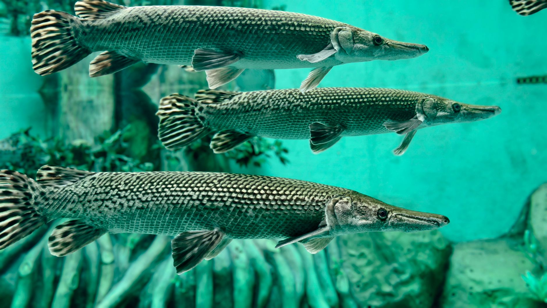 Gar