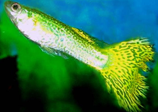 Albino Snake Skin Guppy