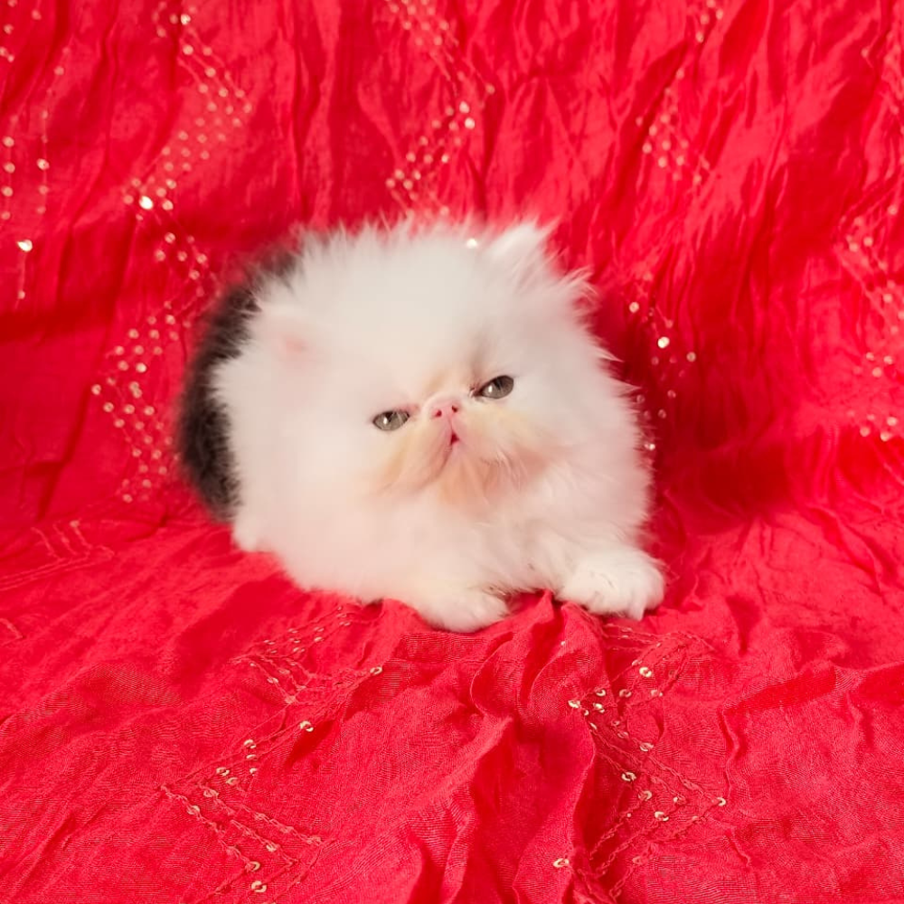 Persian