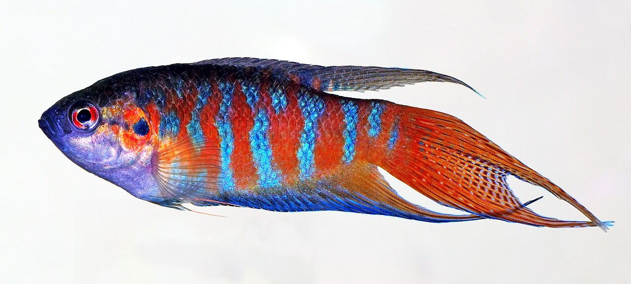 Paradise Gourami