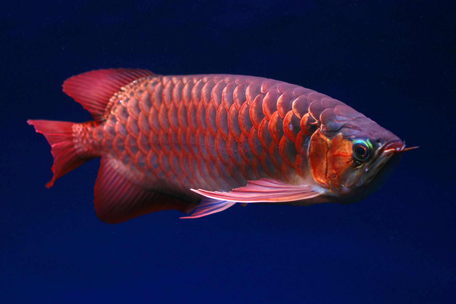 Arowana