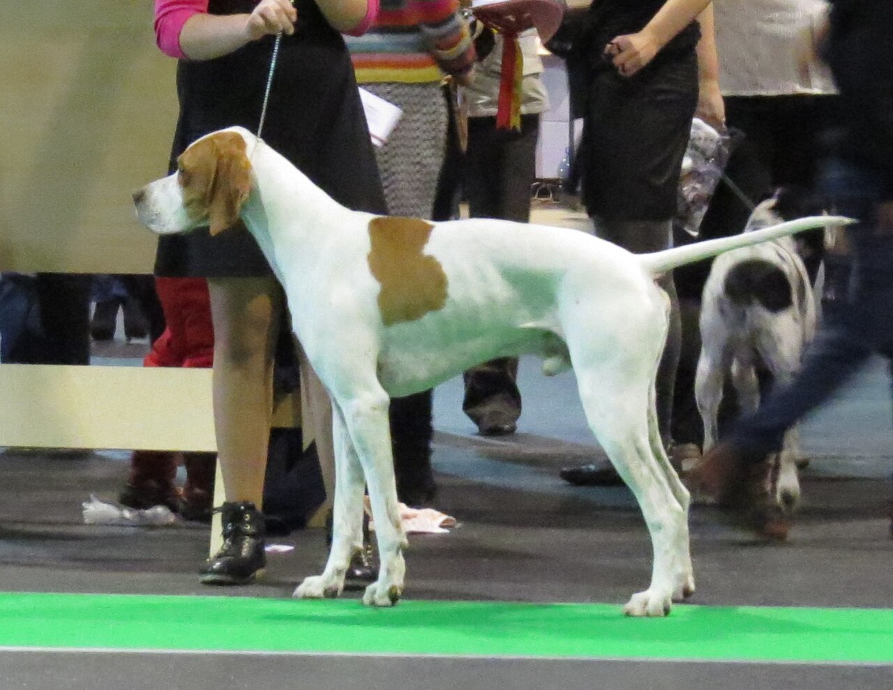 Pointer Puppy