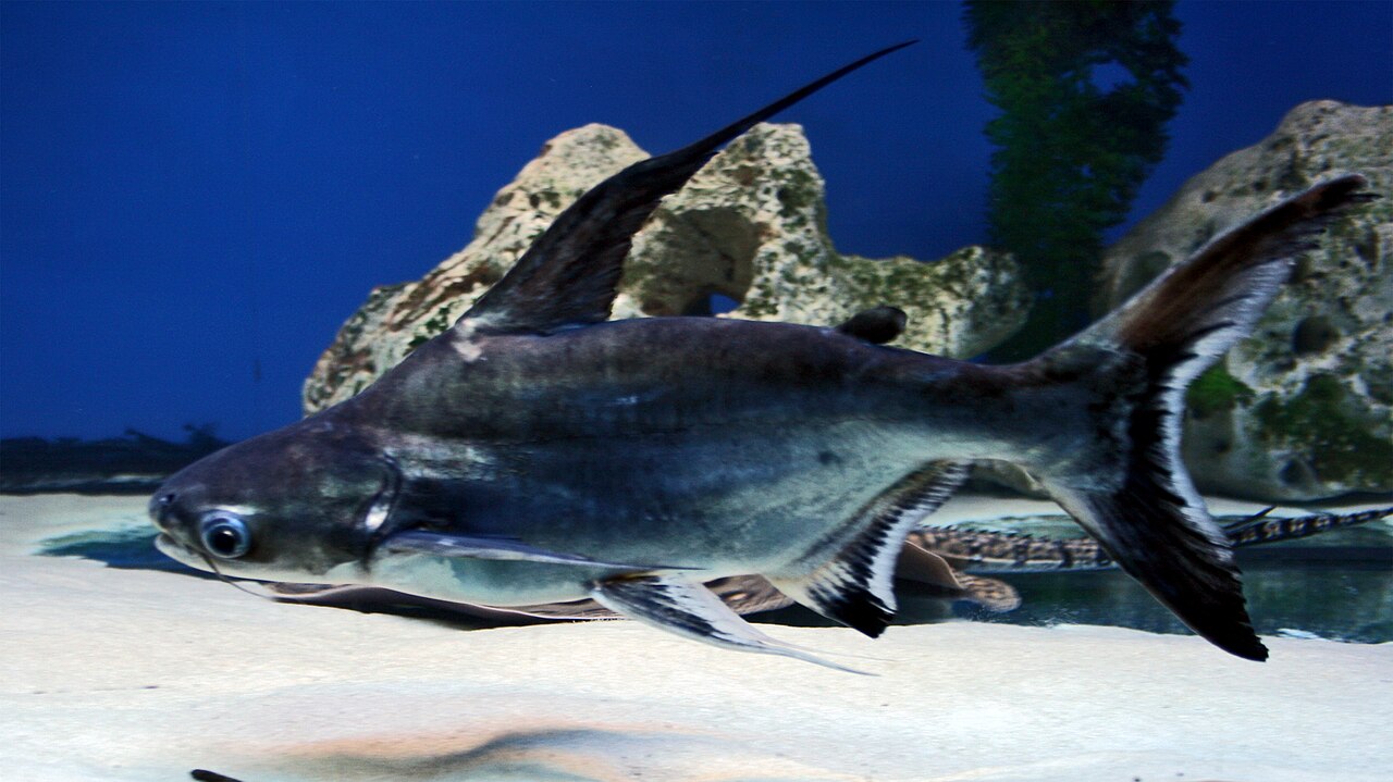 Paroon Shark