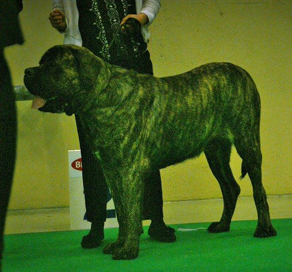 English Mastiff Puppy