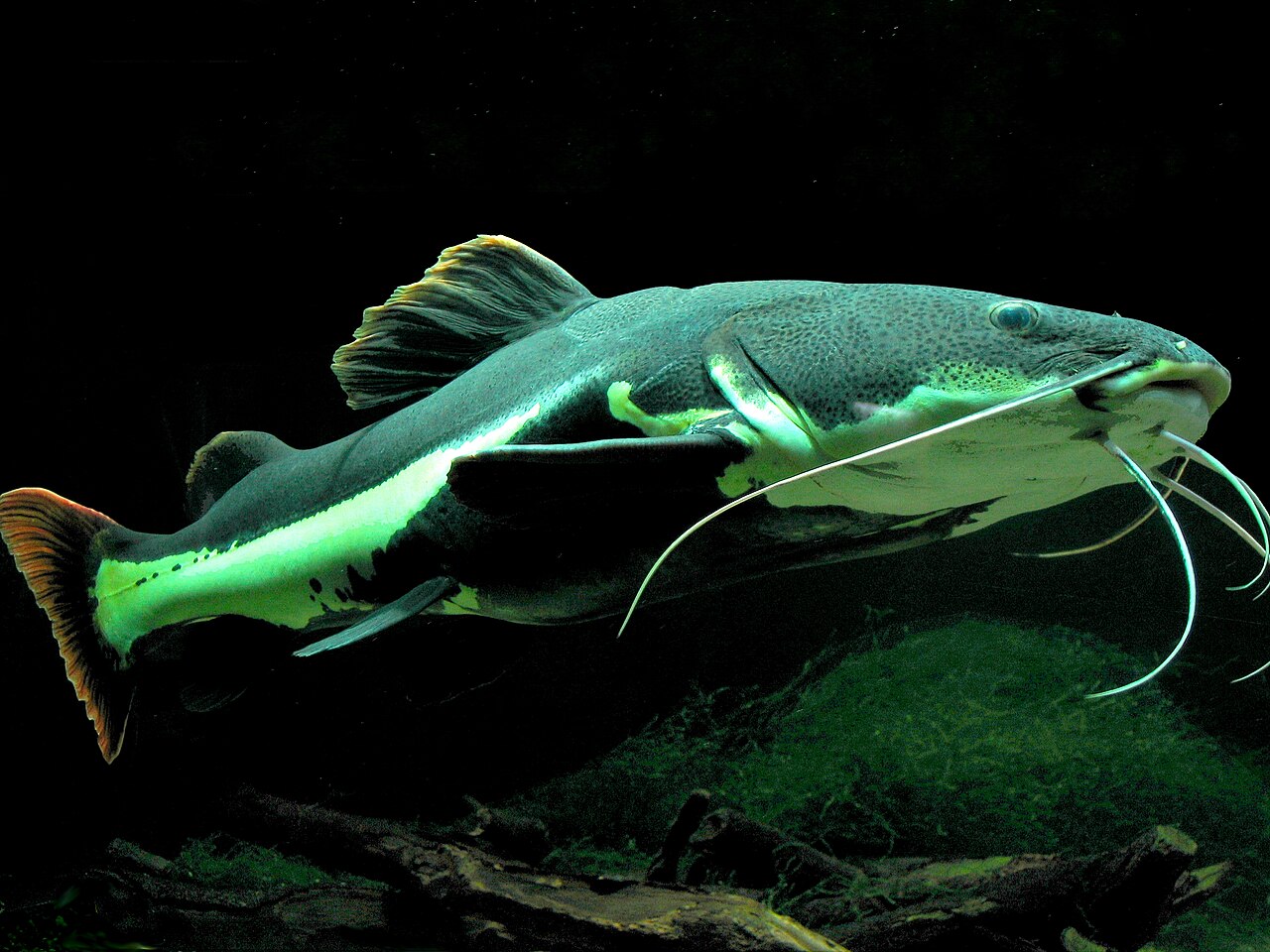 Red Tail Catfish