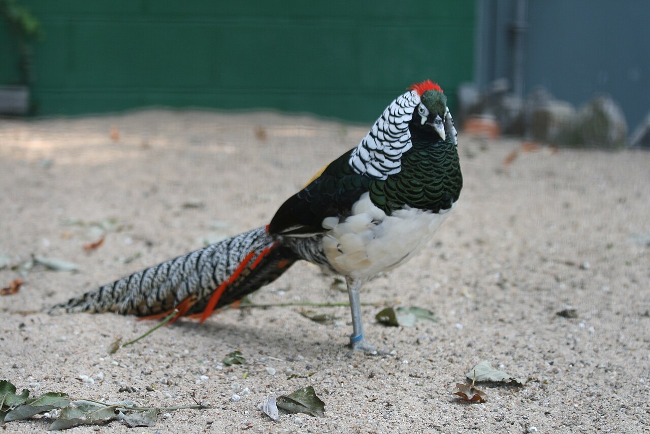 Lady Amherst Pheasant