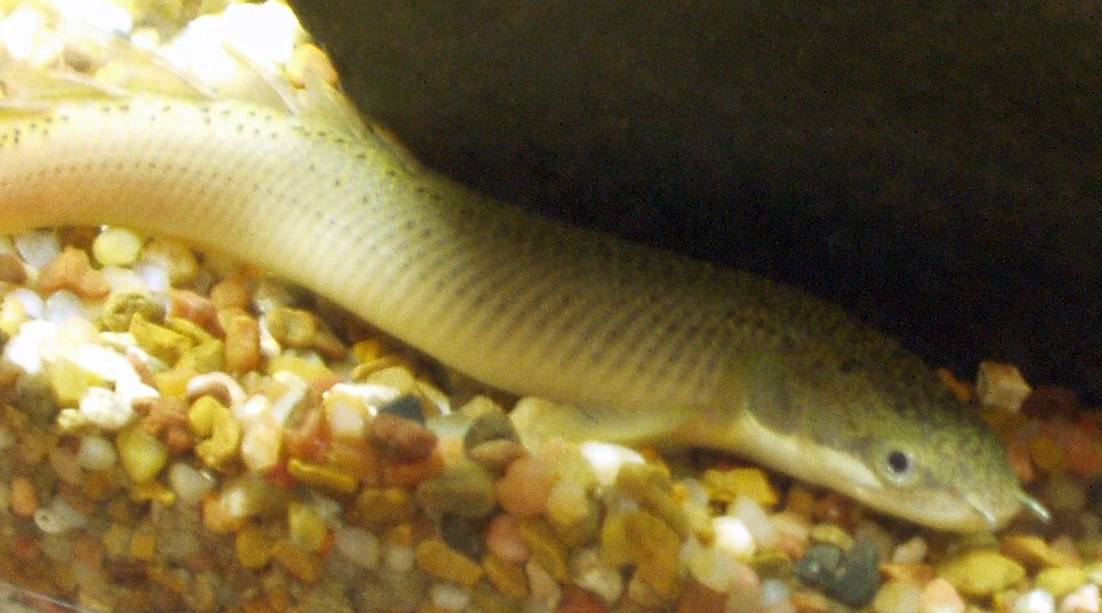Senegal Bichir