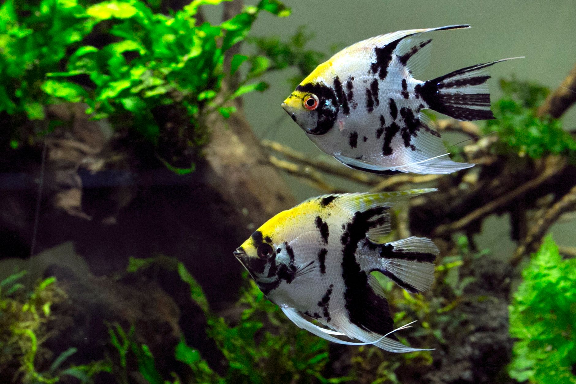 Angelfish