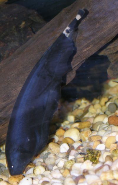 Knifefish