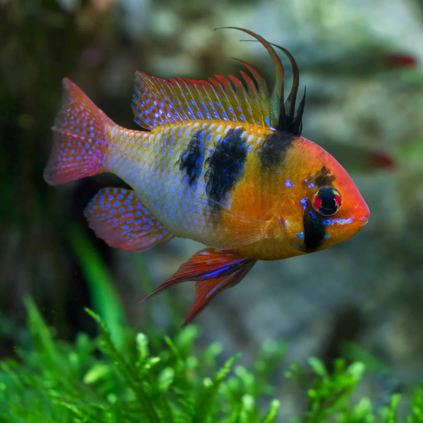 Ram Cichlid