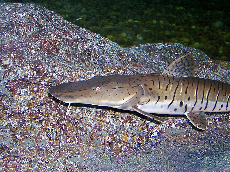 Tiger Shovelnose Catfish