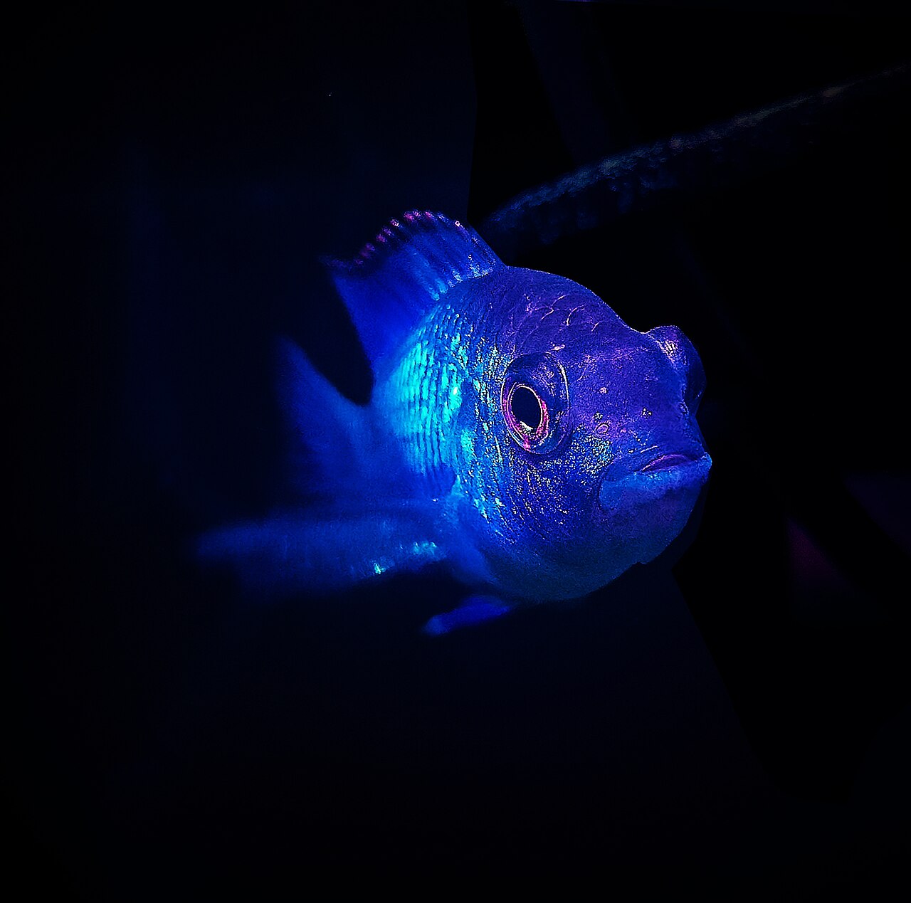 Blue Acara