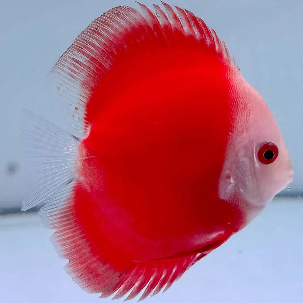 Discus