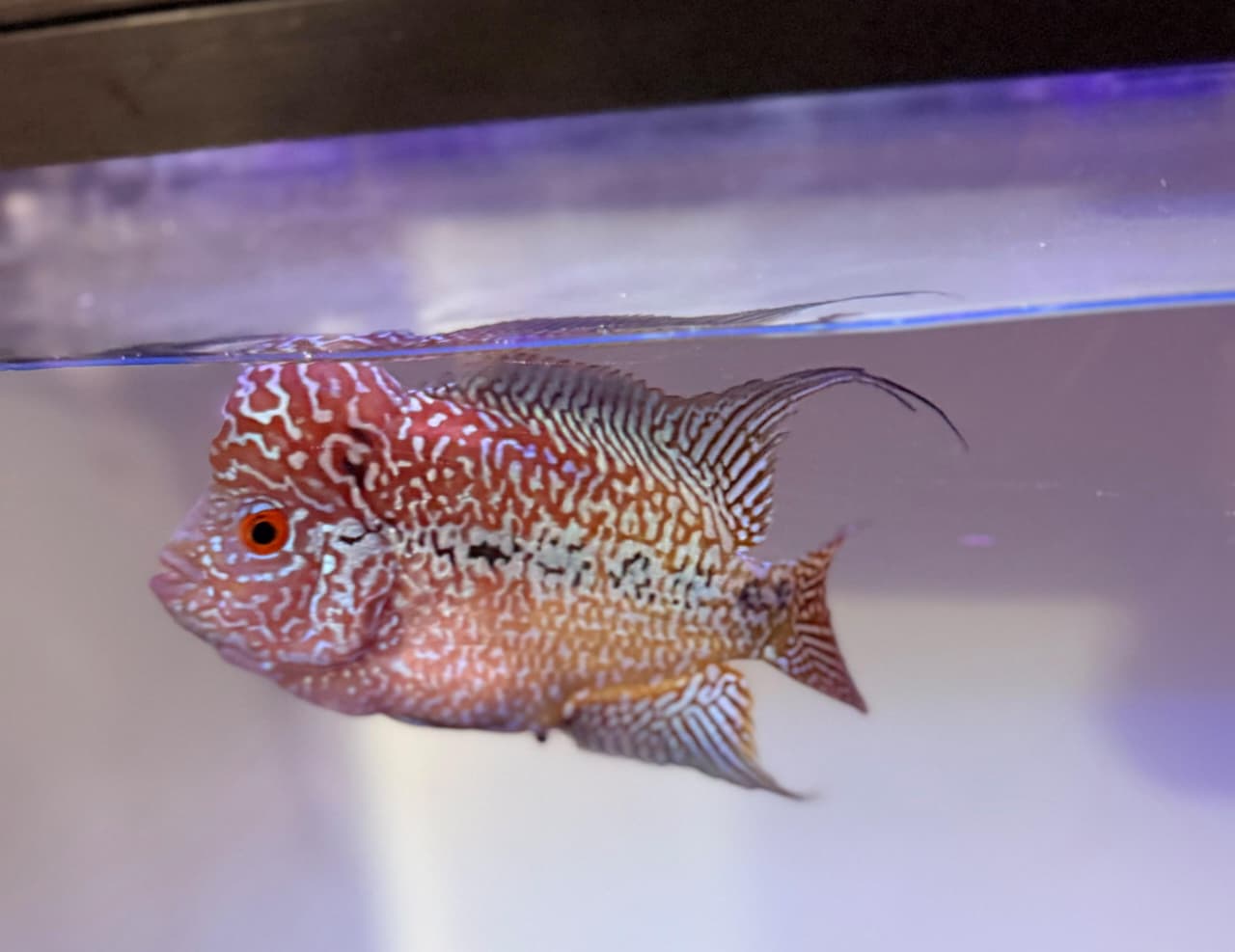 Flowerhorn