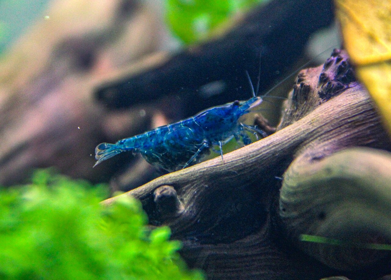 Shrimp