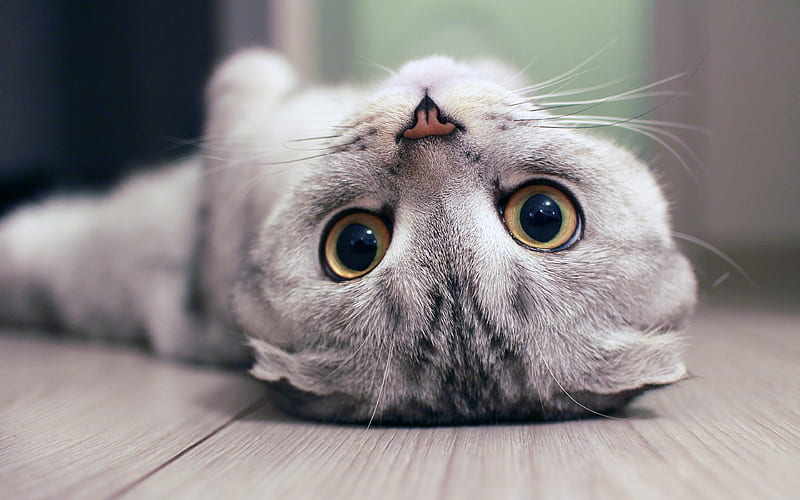 Scottish Fold Kitten