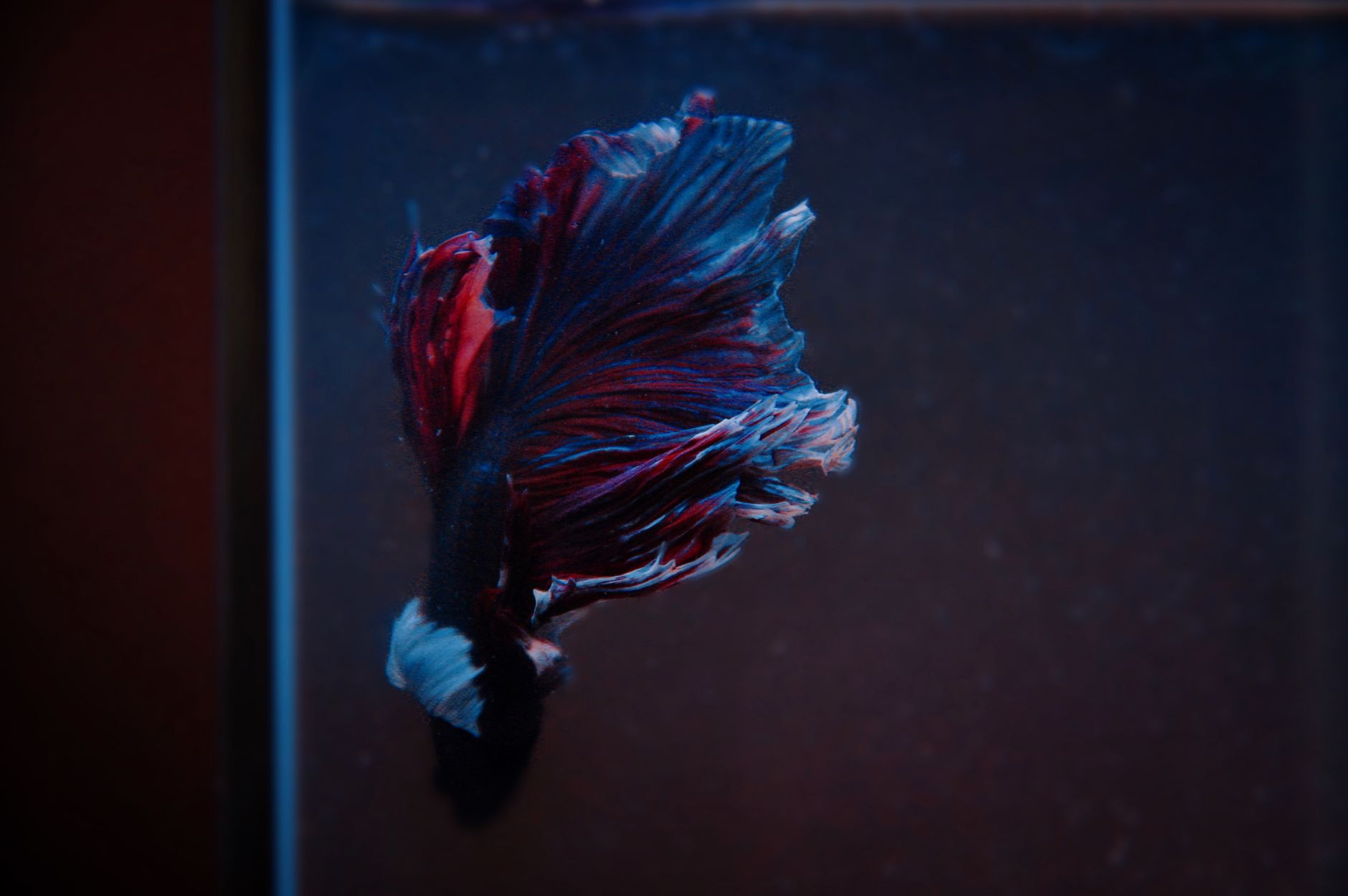 Betta
