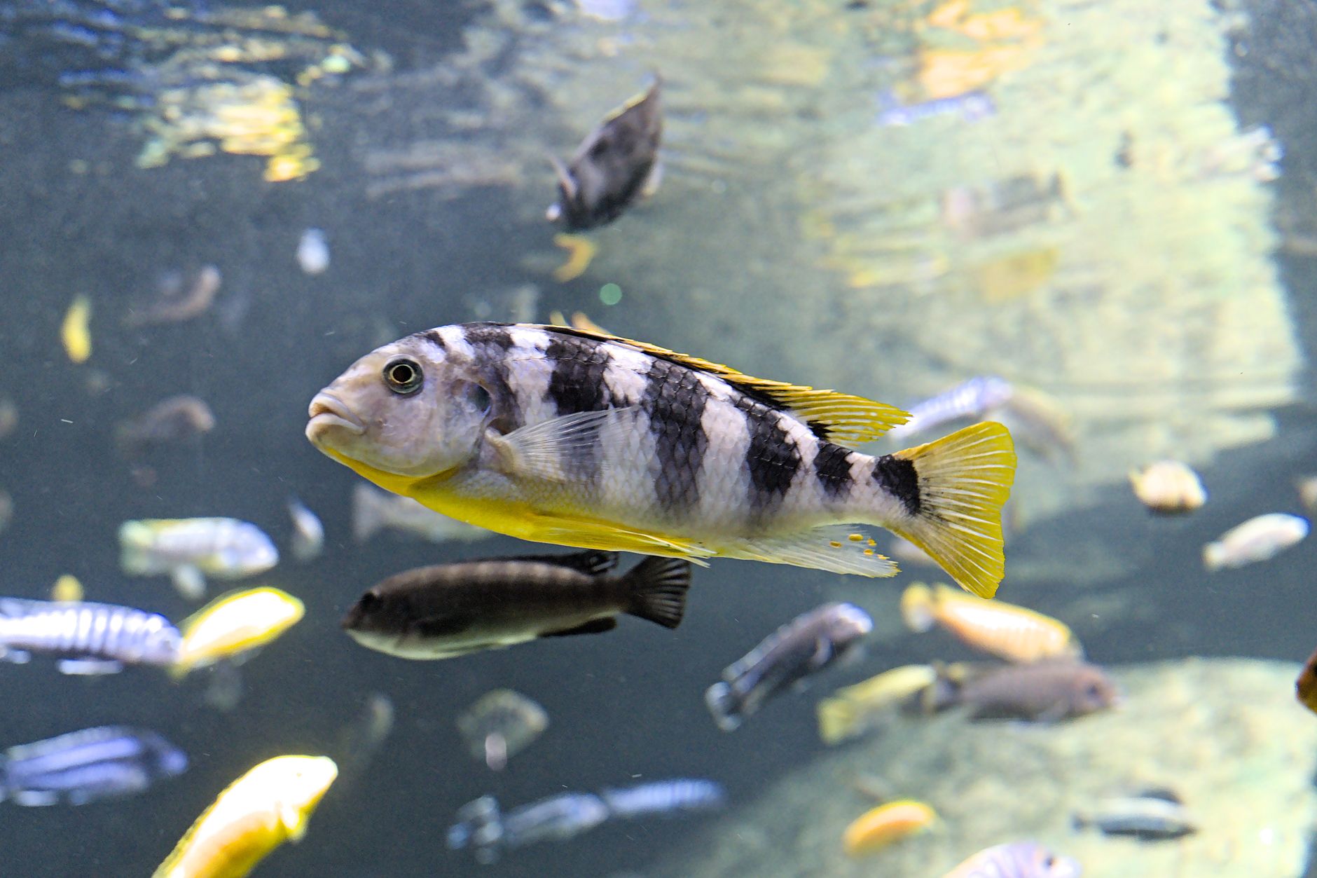 Cichlid