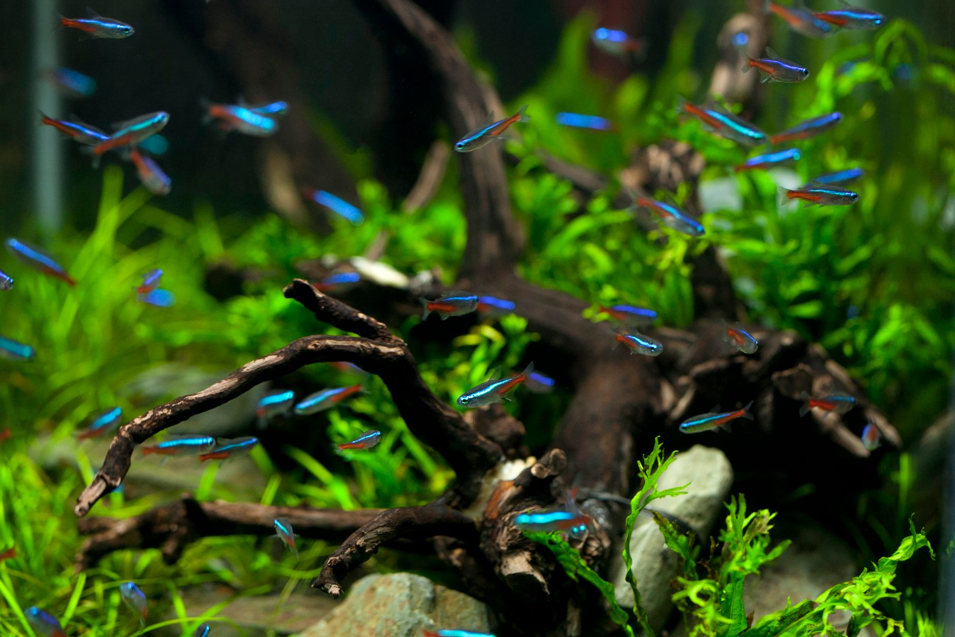 Tetra