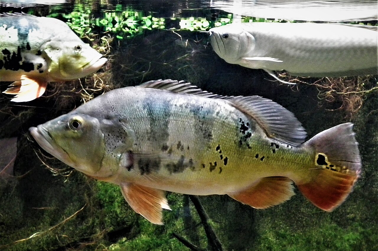 Peacock Bass