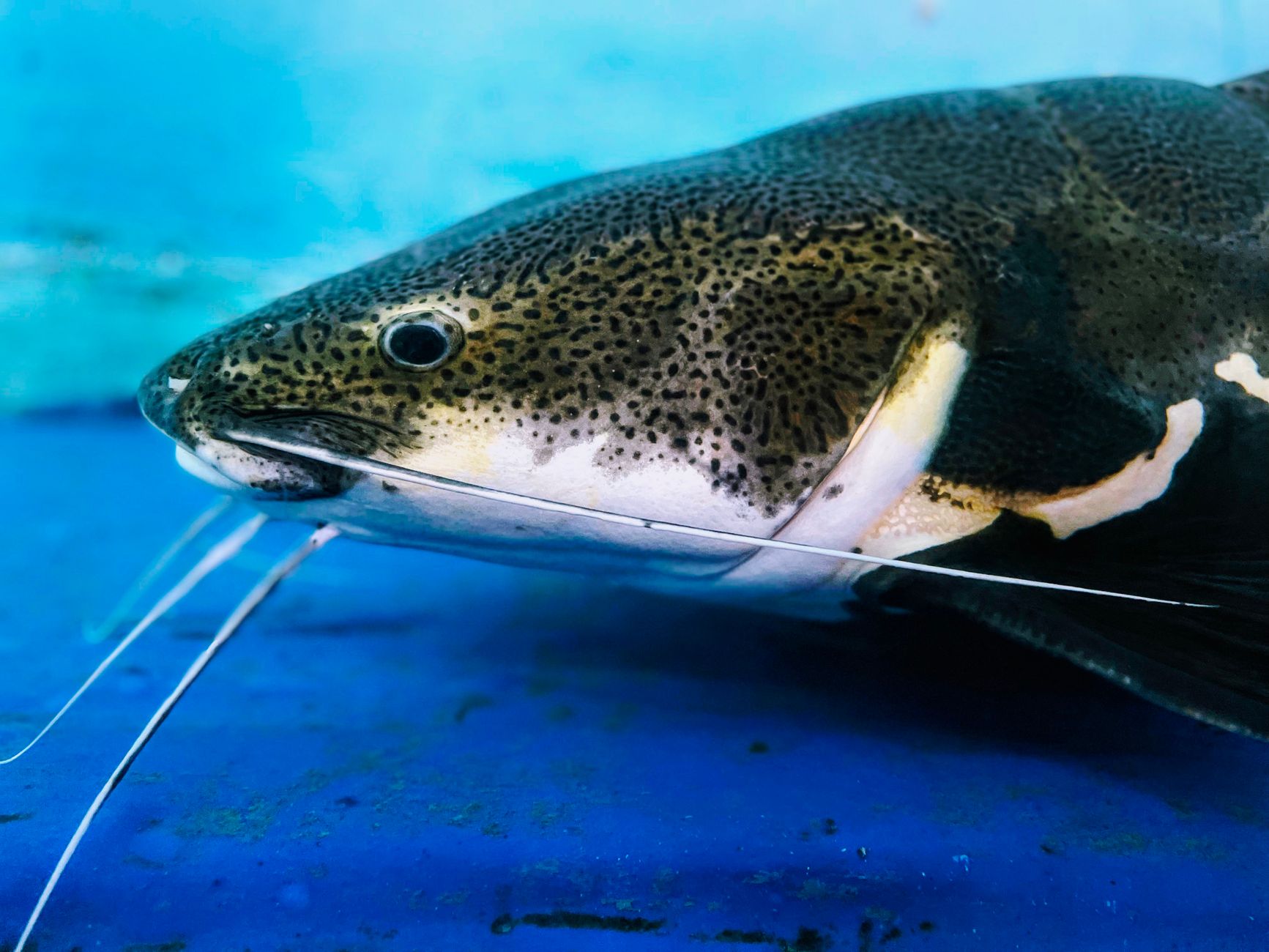 Catfish