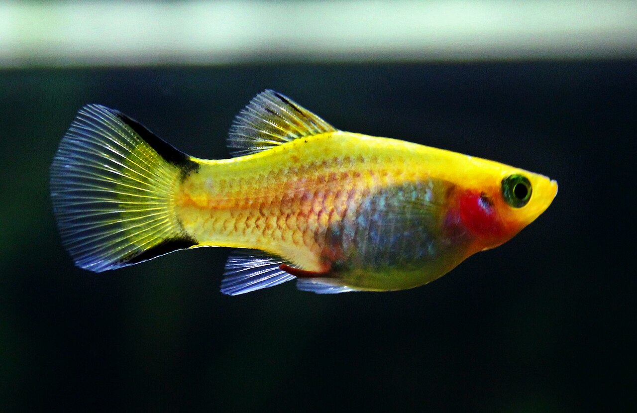 Bleeding Heart Platy