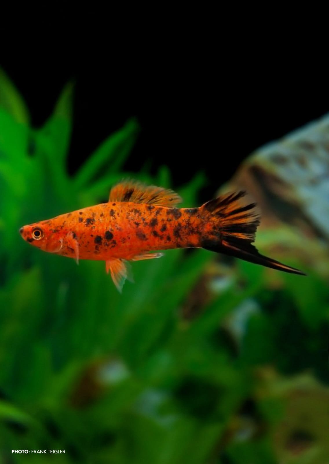 Swordtail