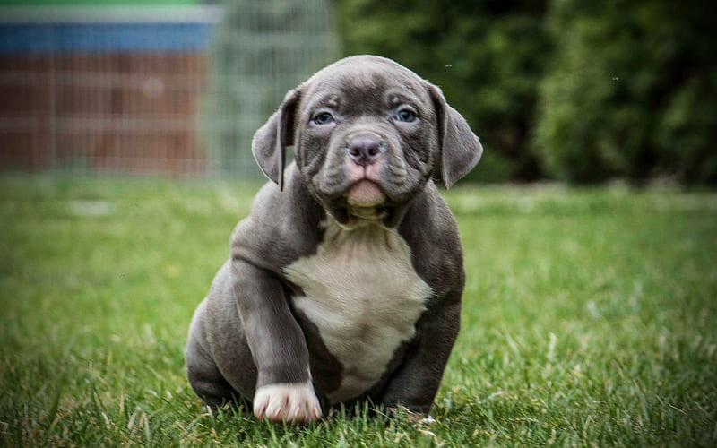 American Bull Dog | Pocket Size