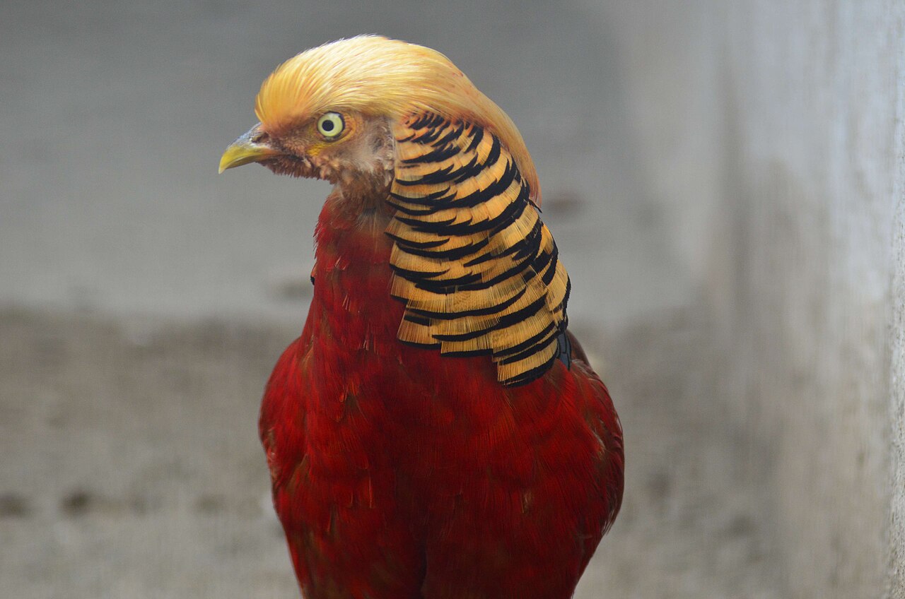 Golden Pheasant