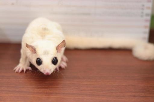 Sugar Glider | White (Lucy) in Mumbai