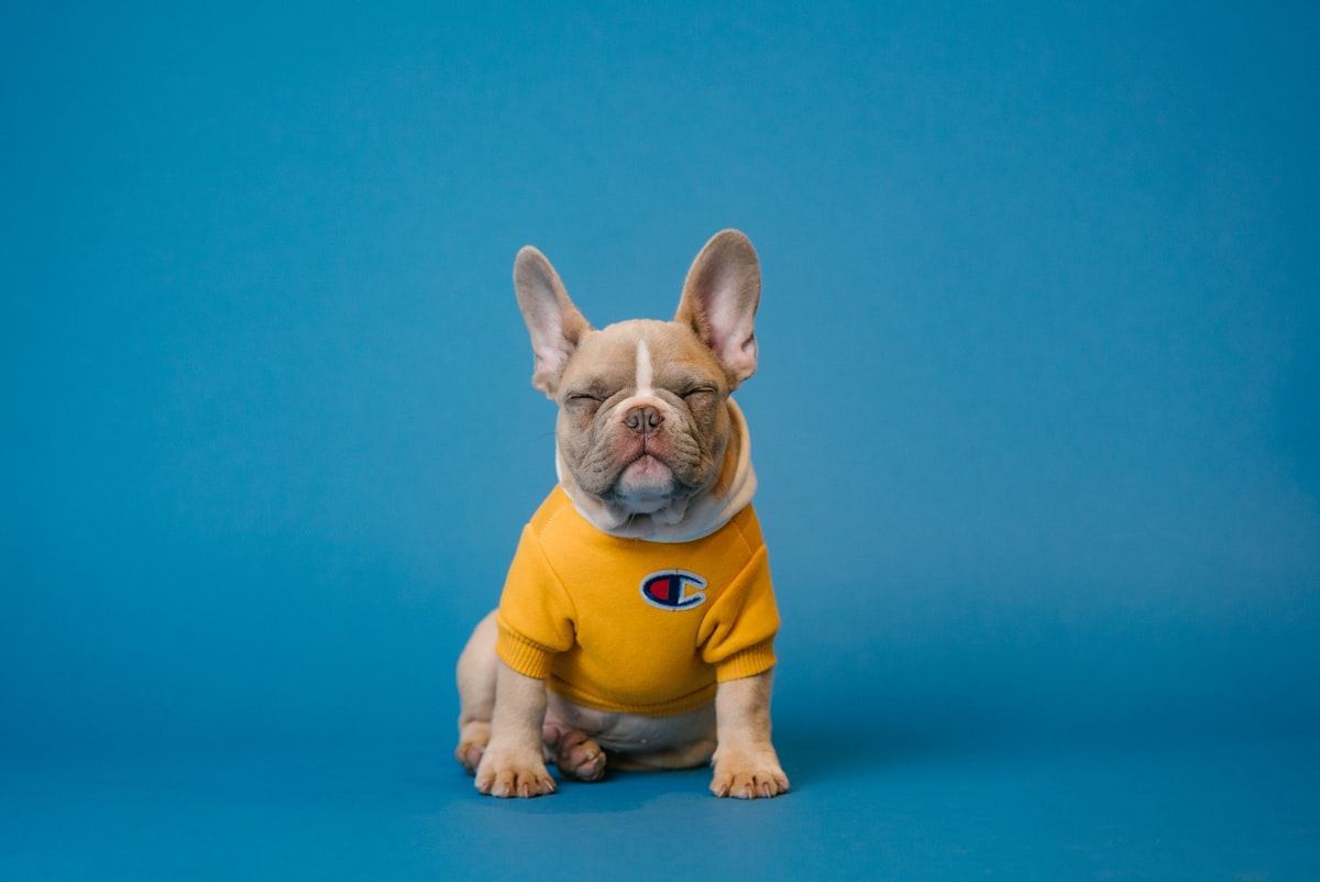 French Bulldog Puppy | White