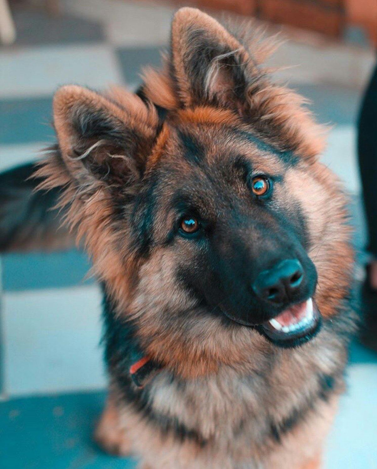 German Shepherd Puppy | Z Black