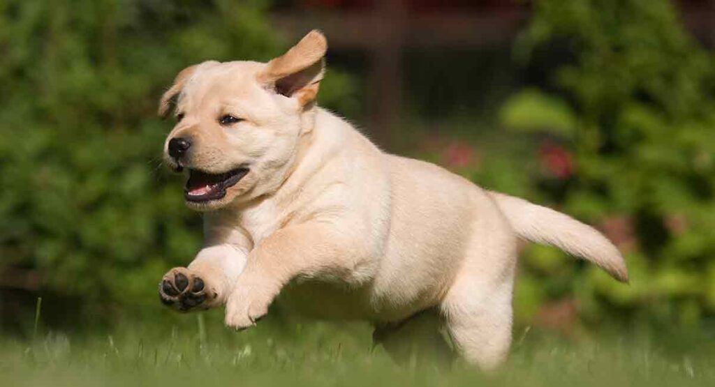 Labrador Retriever Puppy