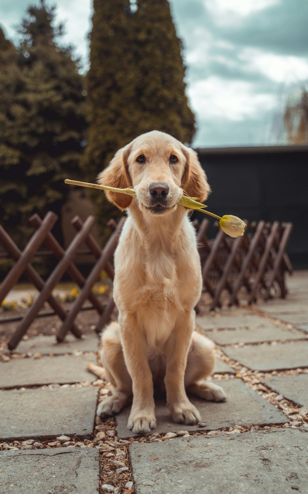 Labrador Retriever Puppy | Black Color