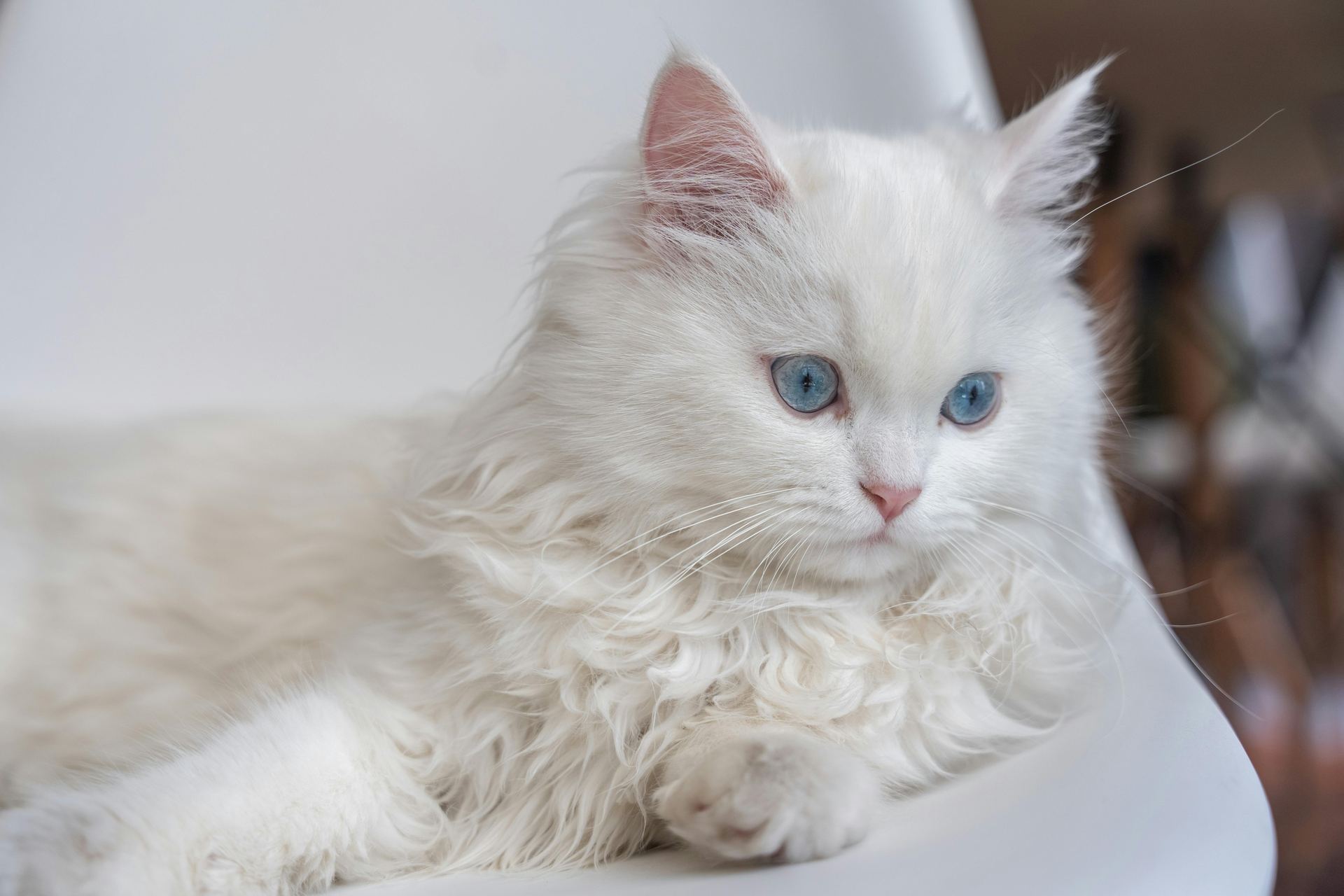 Persian Kitten