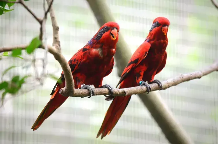 Red Lorikeet