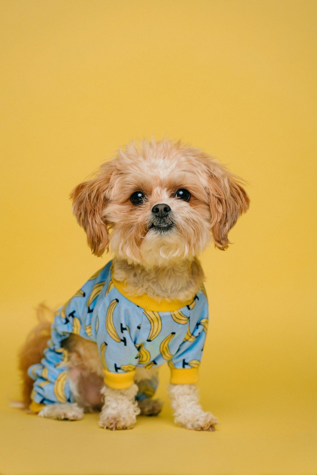 Shih Tzu | Black Color