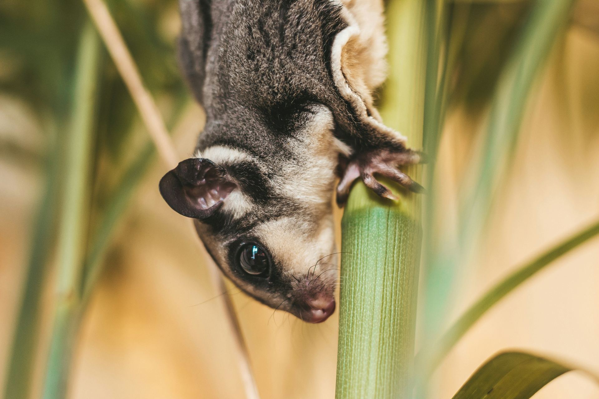 Sugar Glider | Grey in Bengaluru
