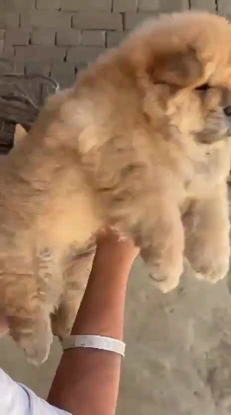 Chow Chow Puppy |  Fawn Color