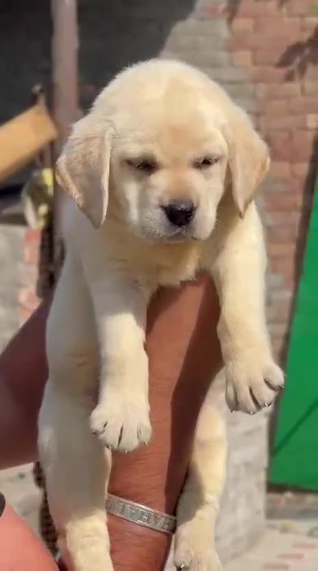 Labrador Retriever | Fawn