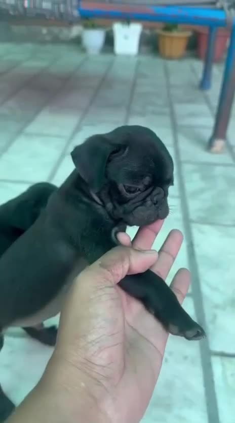 Pug Puppy | Black Color