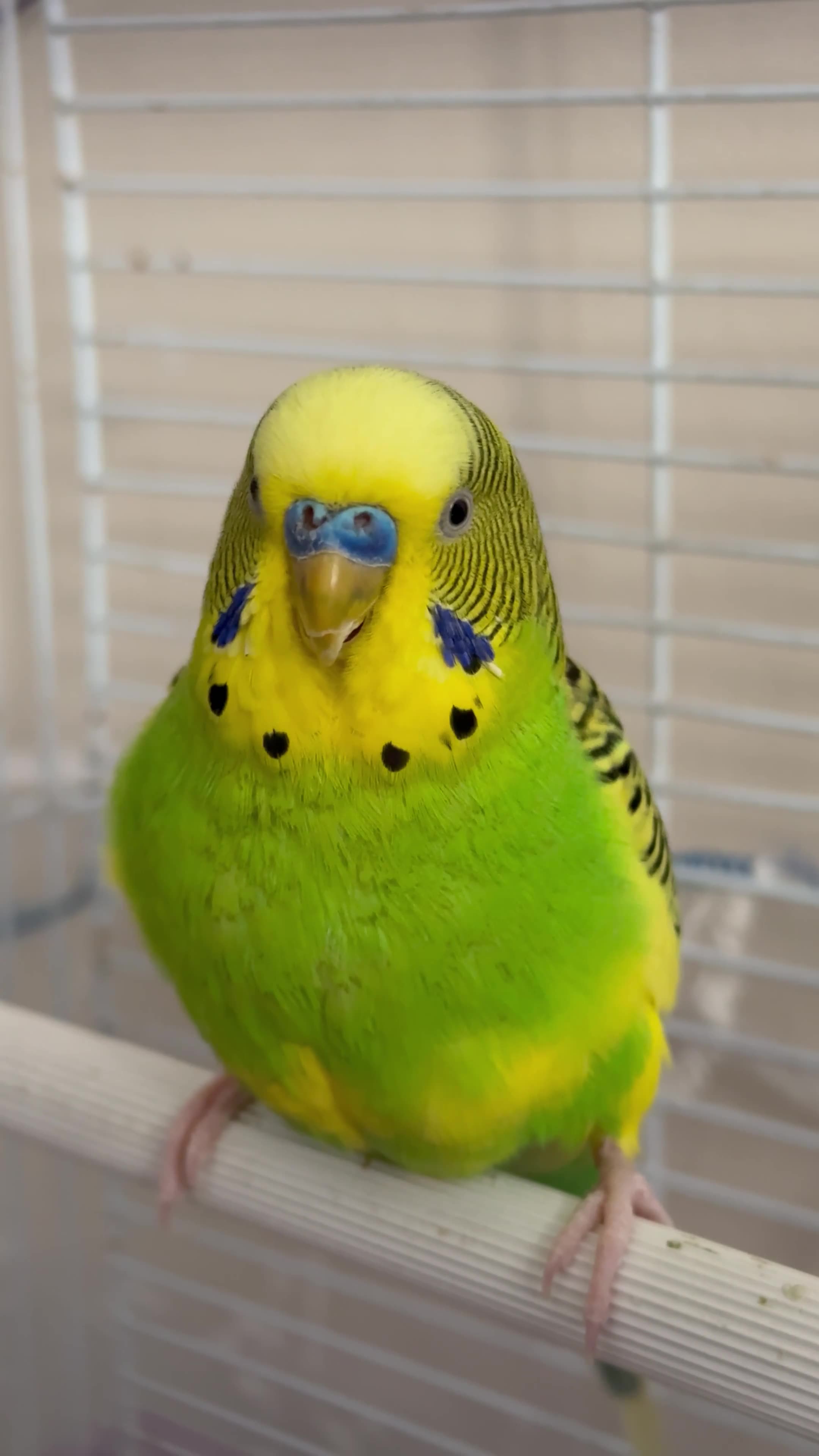 Budgies & Chicks and Adults