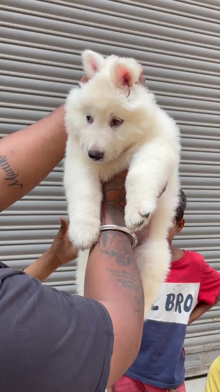 German Shepherd | Pure White