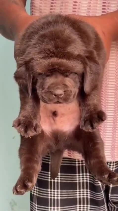 Labrador Retriever | Chocolate